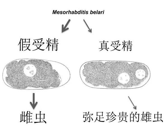 在女儿国,在女儿国男人会怎样