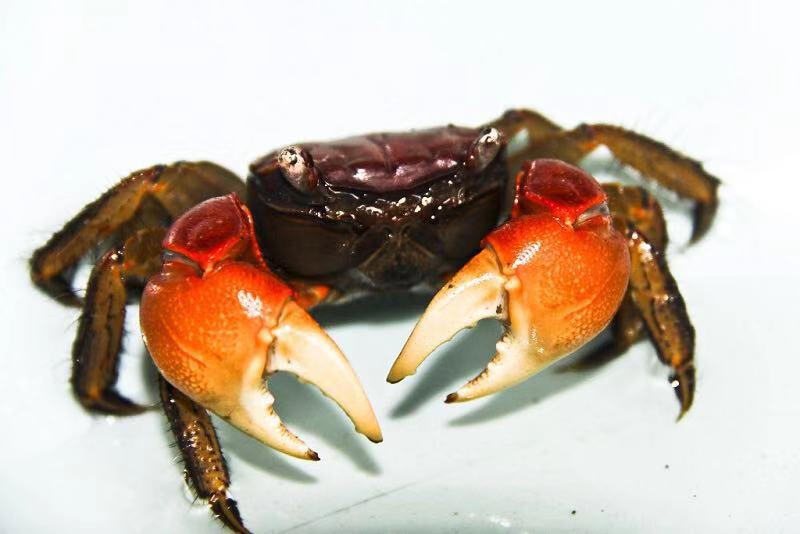 产地在中国的顶级食材,推荐给你这些中国产的名贵食材