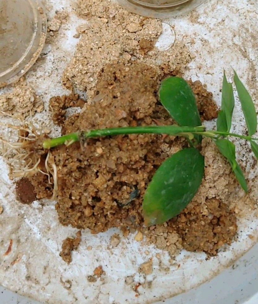 配土要选择哪些材料好,配土用哪些介质好用