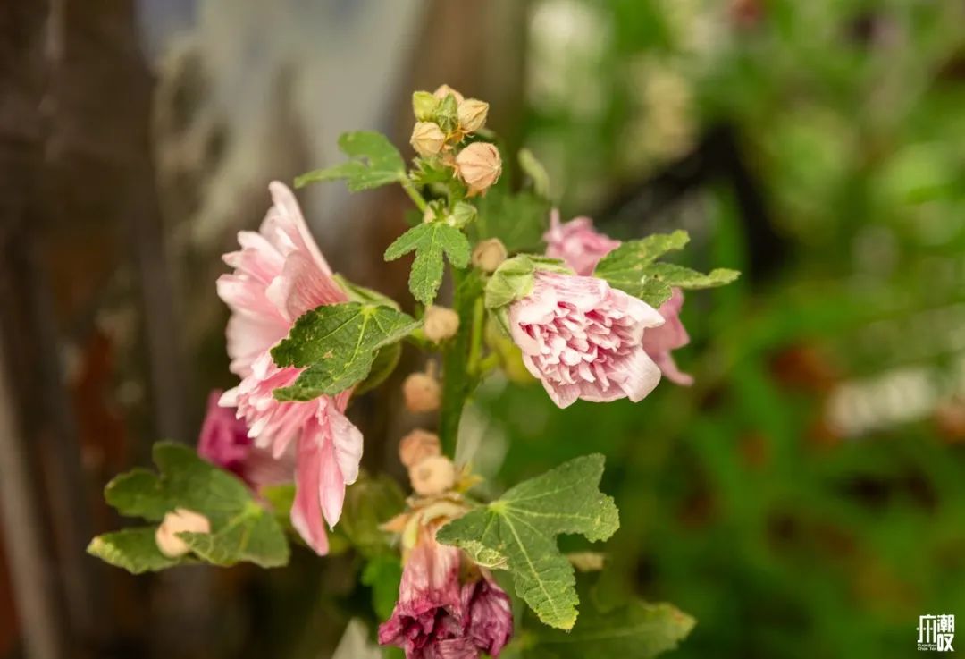 300+万㎡原始森林秘境，天河就有