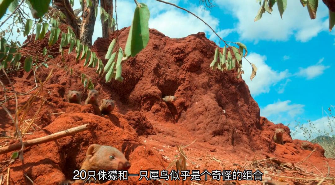 豆瓣9.6！娃刷到停不下来，还能看出人生大道理