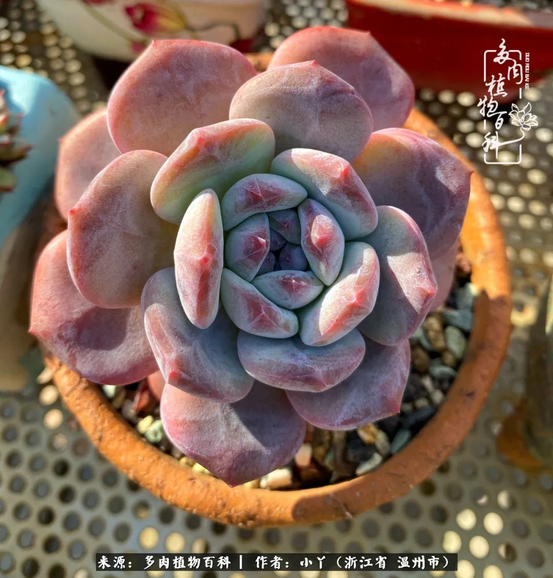 祖上无院家里无矿，一腔浪漫情怀付诸楼顶造花