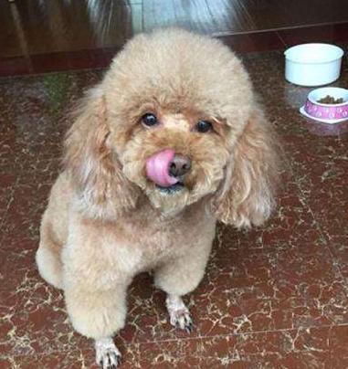 泰迪犬吃太咸会导致这5个后果,泰迪犬吃太咸会怎么样