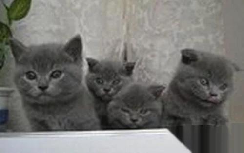 英国短毛猫小猫如何饲养,英国短毛猫饲养方法