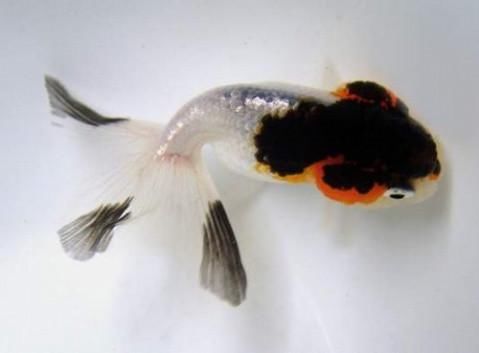 红顶虎金鱼,红顶虎金鱼视频