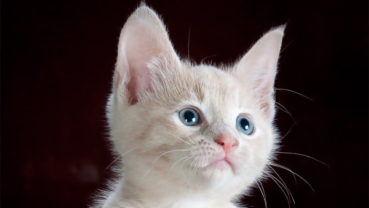 猫咪很容易受惊吓吃什么能缓解,猫咪铲屎官注意事项