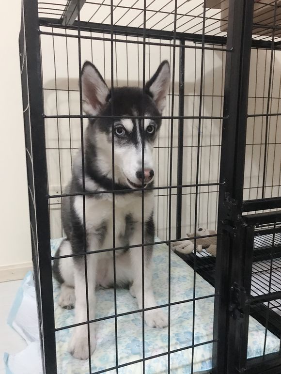 我家二哈七个月不长高怎么回事,我家二哈不长高怎么回事