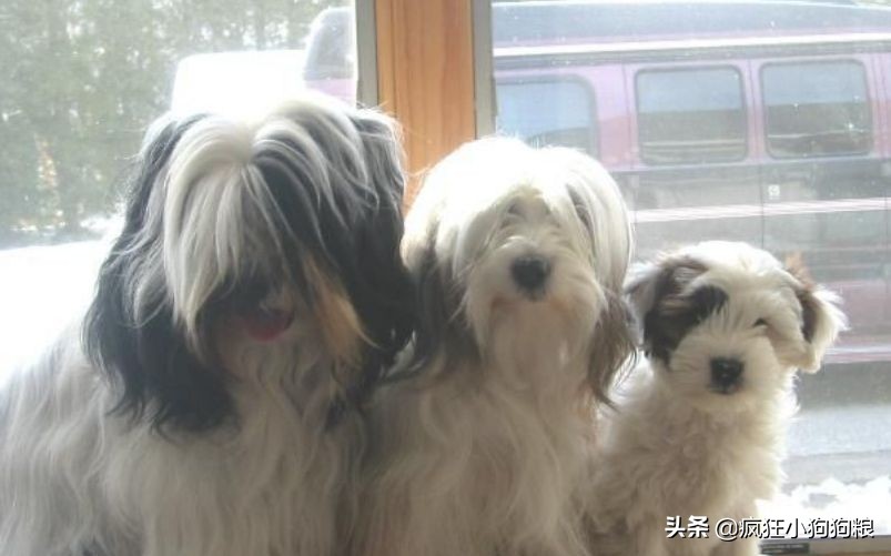 战斗力最强的土狗是什么品种,这40种土狗其实都是超酷的品种犬