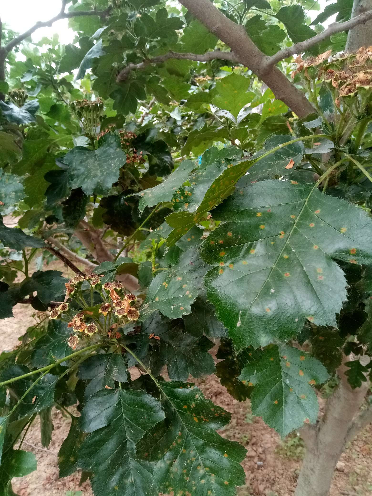 山楂树有什么病虫害如何防治,山楂树已经有锈病怎么治