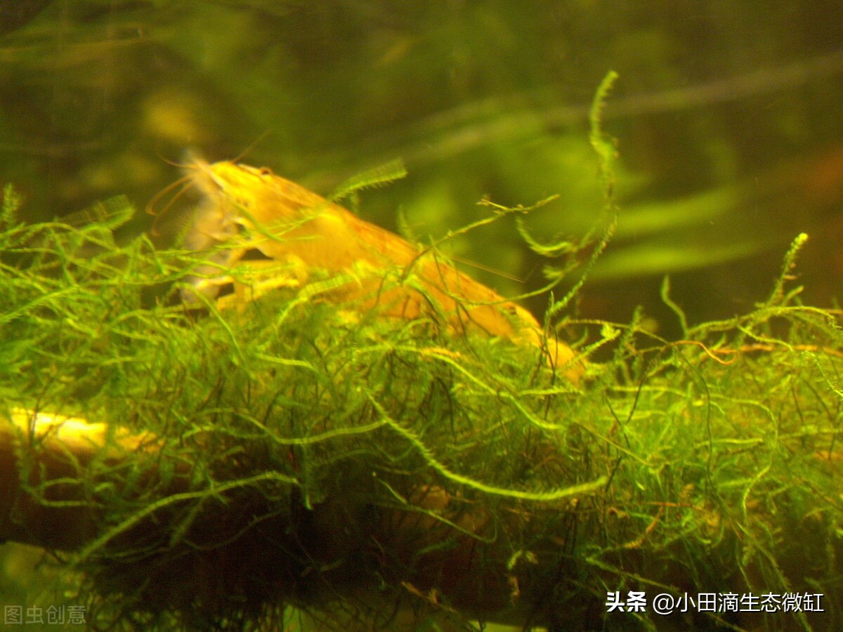 宠物虾简单养殖,虾类宠物观赏