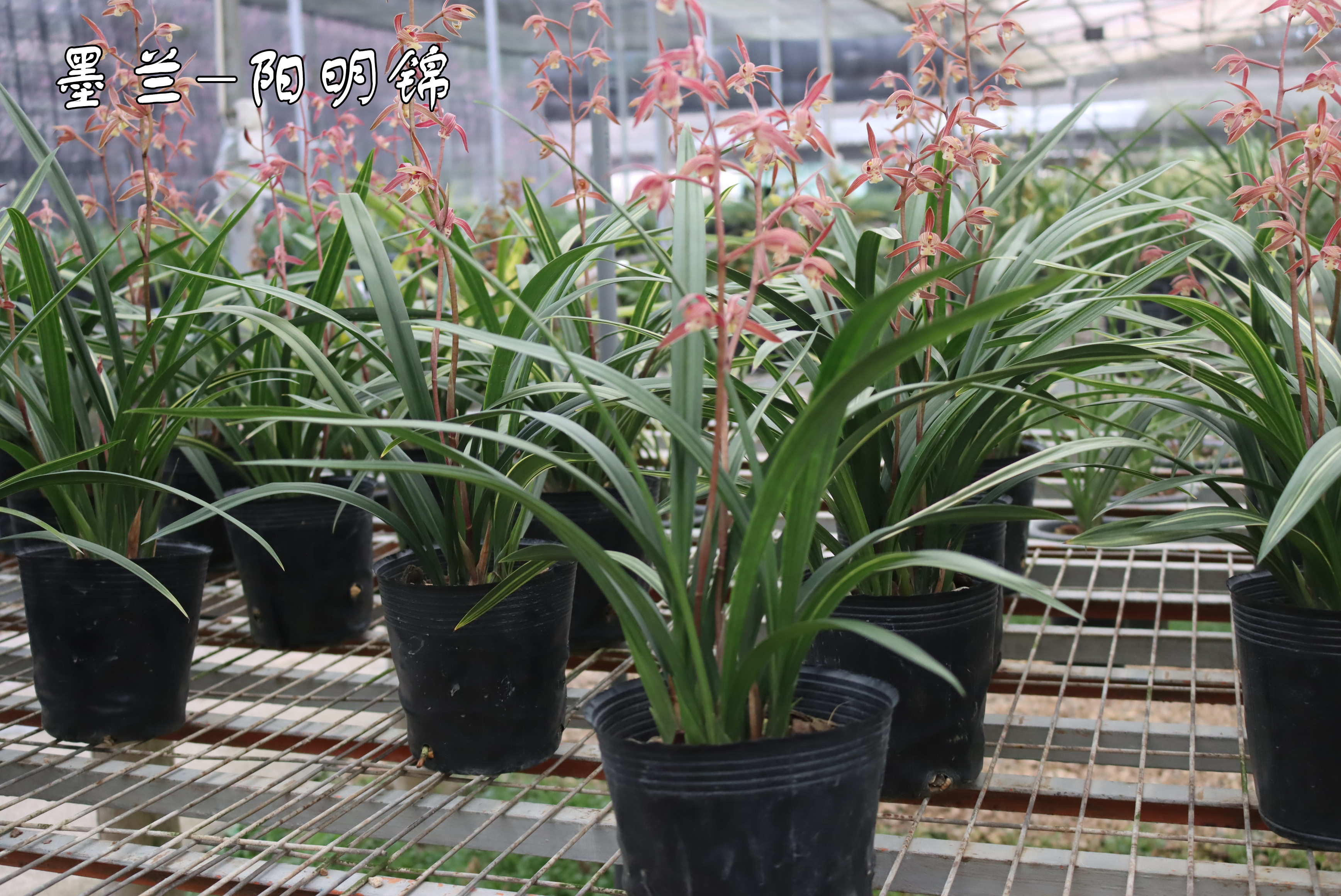 墨兰红花桃姬品种图片,墨兰开红花和黄花哪个贵