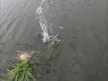 钓草鱼的最佳饵料比例,钓草鱼技巧与多种饵料选择