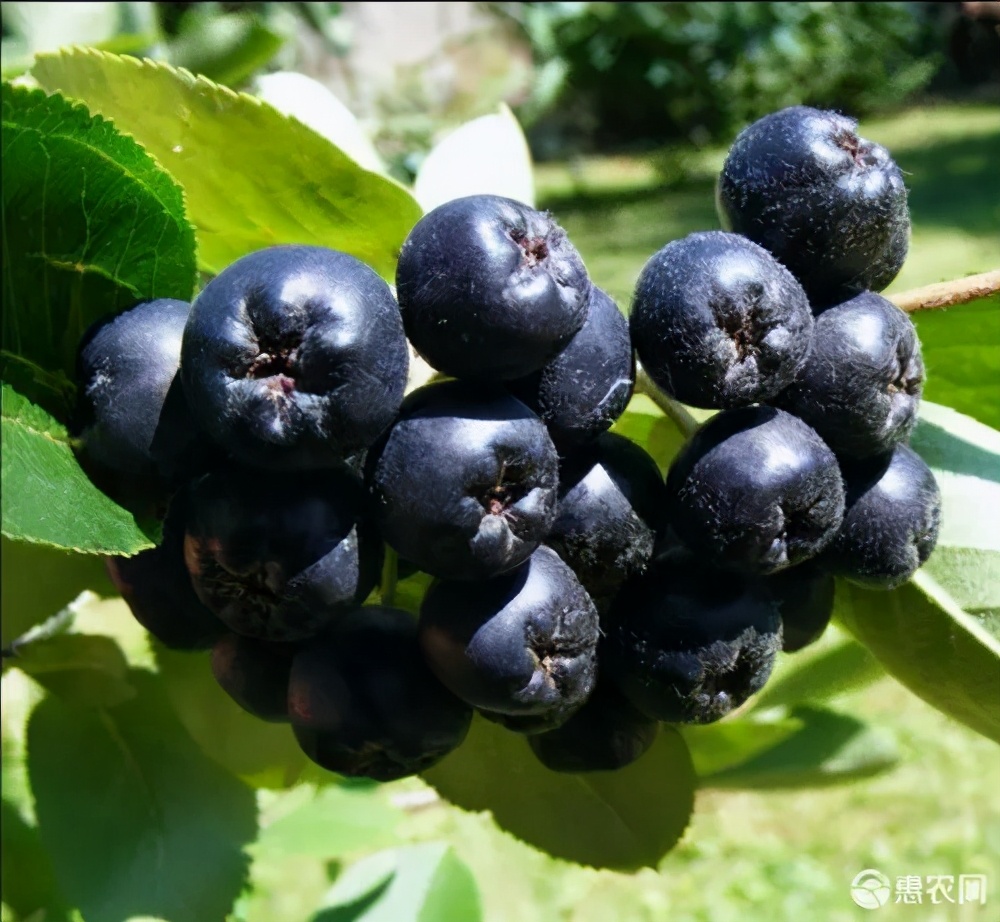 请帮帮村民，瓦房店市200多吨黑果花楸积压愁销路