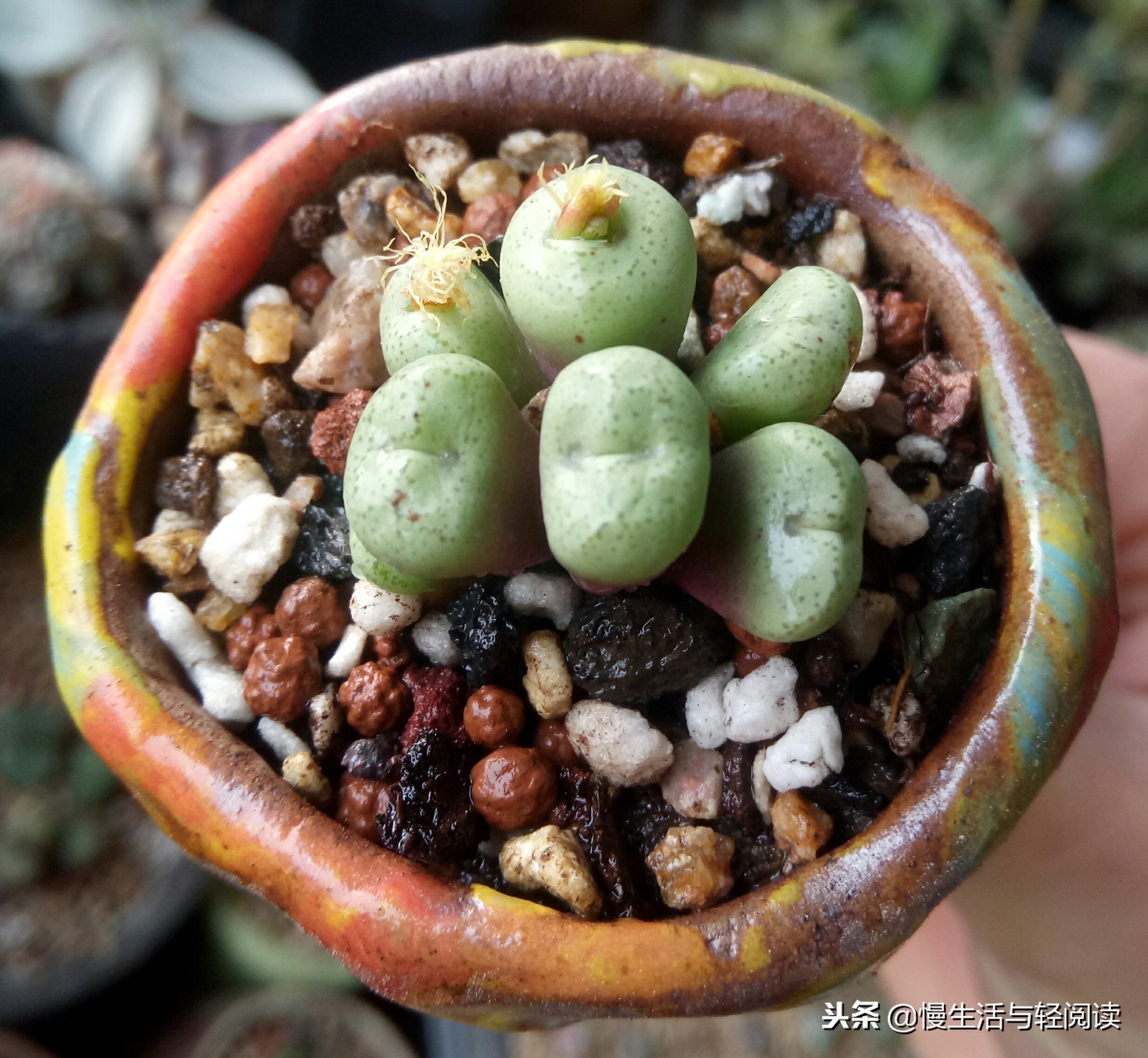 慢生活轻小说免费阅读,慢生活轻小说