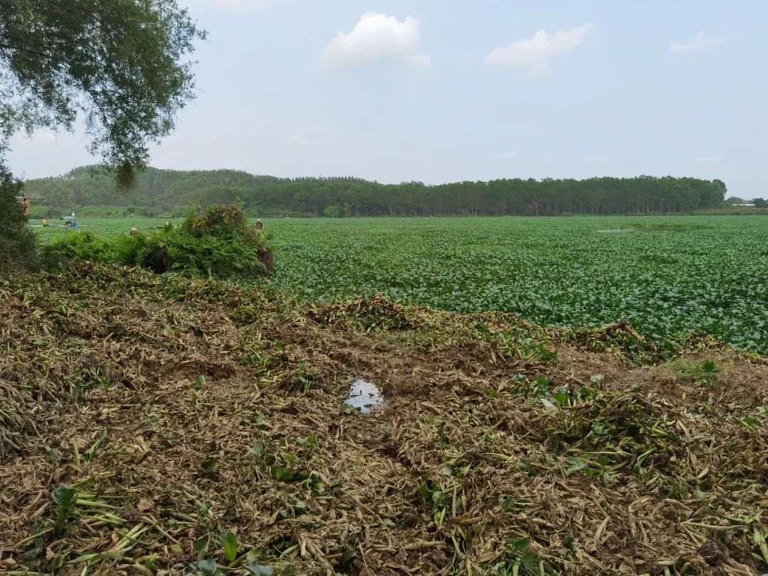对水浮莲开战阳春清漂任务84万平方米，每天至少清漂8万平方米