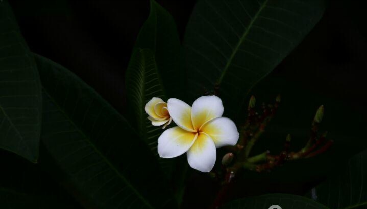 掠过“鸡蛋花”之儿时记忆