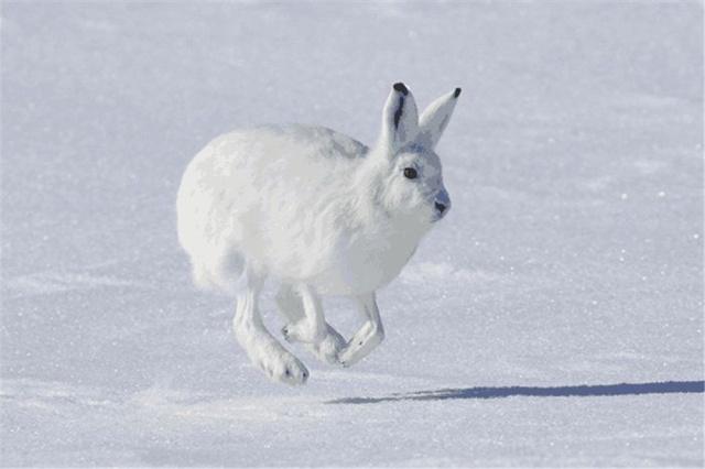 北极有一只兔子,北极有兔子