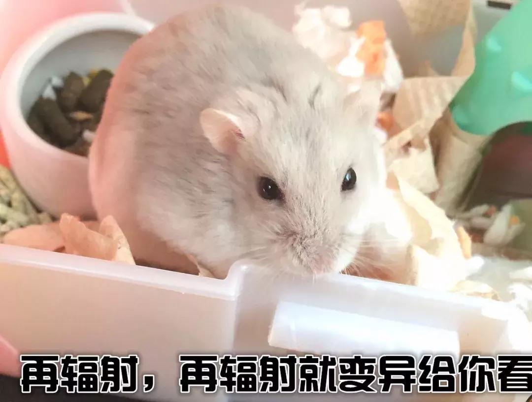 仓鼠饲养八大禁忌仓鼠会认主人吗,仓鼠饲养八大禁忌仓鼠吃什么蔬菜