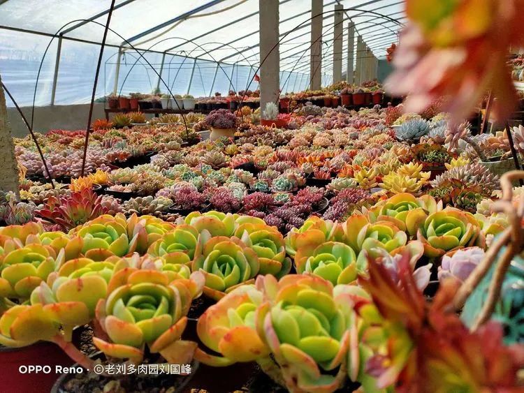 围观多肉版武林大会，一起穿越吧,下