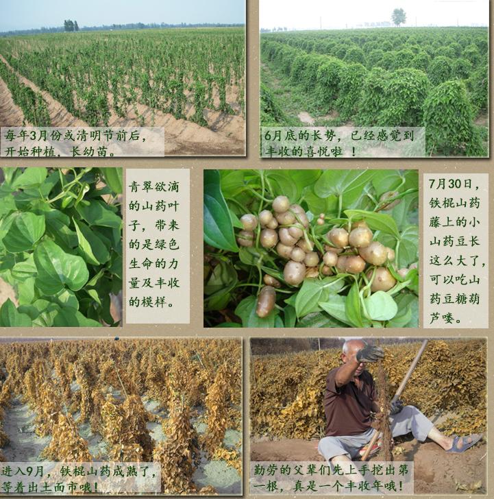 种植山药防治病虫害技术全过程,山药主要的病虫害