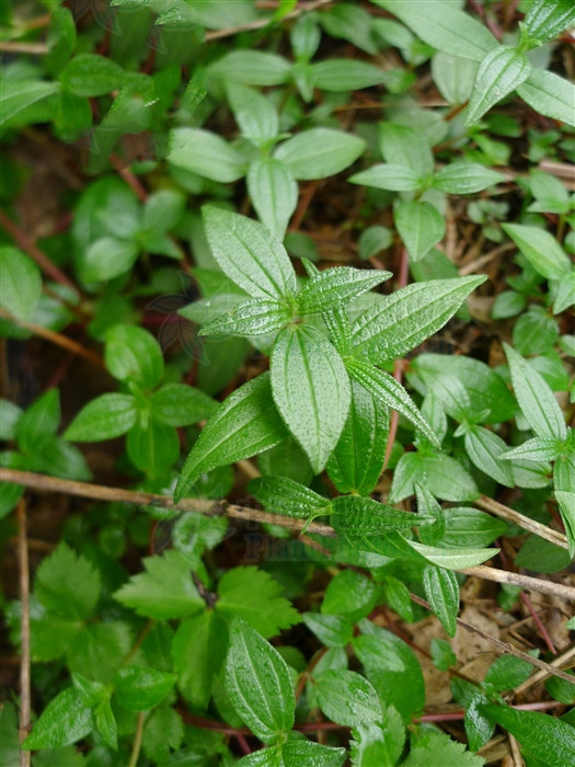 糯米团子好消化吗,糯米团有肝火能吃吗