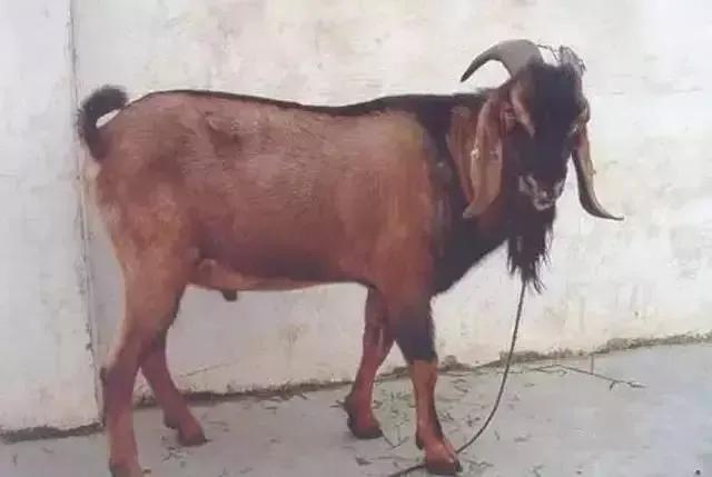 中国特有的一个羊品种,中国特色羊有哪些