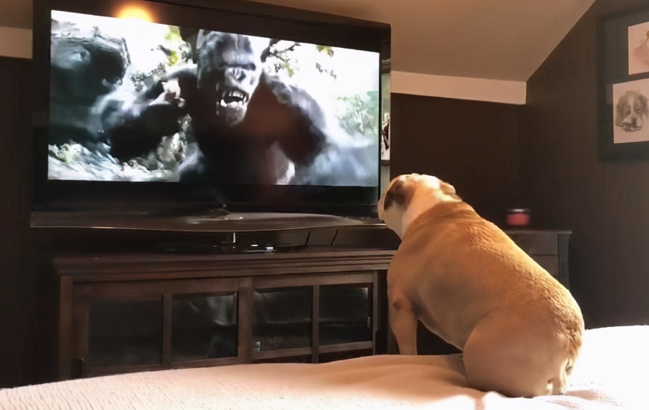 戈赞宠物,戈赞养宠物视频大全