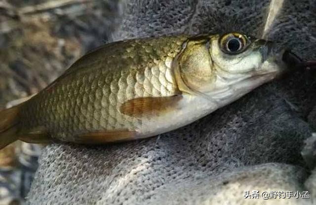 拉饵到不了底怎么办,拉饵容易裂开怎么办