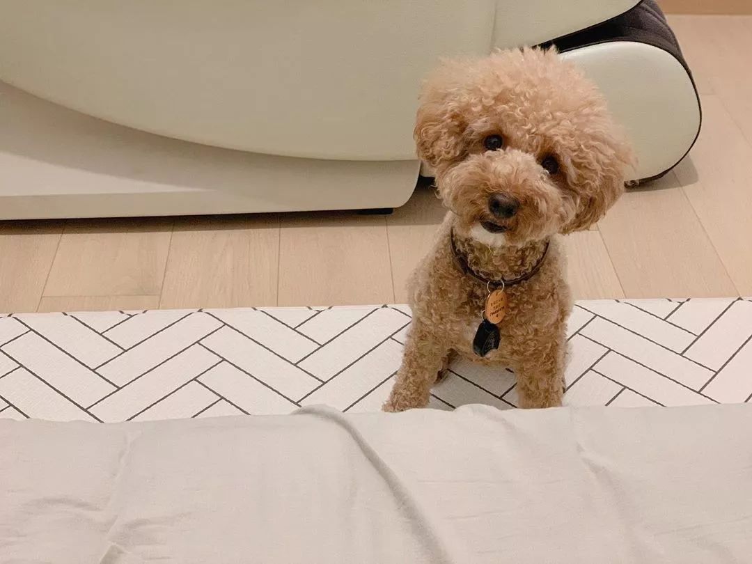 养了这么多狗狗老了都送哪去了,养了这么多年的狗都会心疼