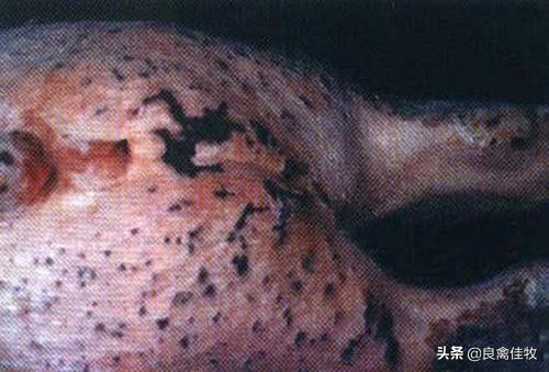 猪圆环病毒病对猪群的危害有多大,猪圆环病毒渗出性皮炎怎么治疗