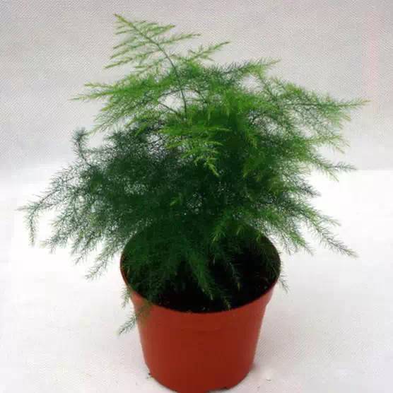 养花新手老养死花,献给那些总把花养死的人