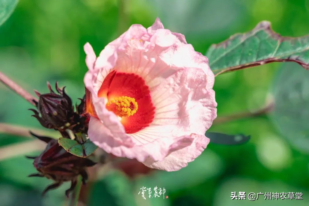 养生泡茶的中草药有哪些,泡茶最好的中草药