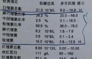 辟谣：猫咪白细胞升高就要使用消炎药？不，谨防滥用抗生素