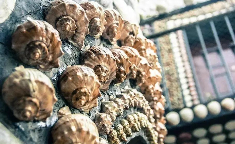 世界第一贝壳造房,中国第一贝壳楼