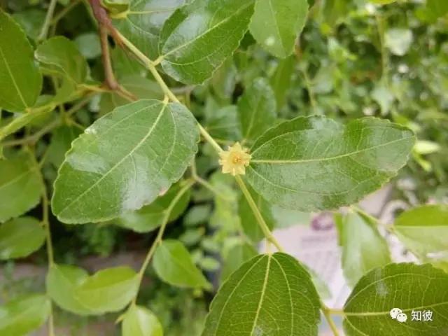 酸枣的喜好,酸枣儿时回忆