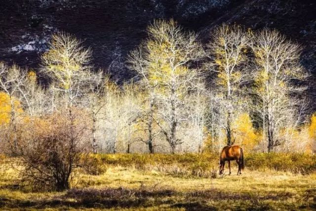 阿勒泰秋天有多美,秋天的新疆阿勒泰太美