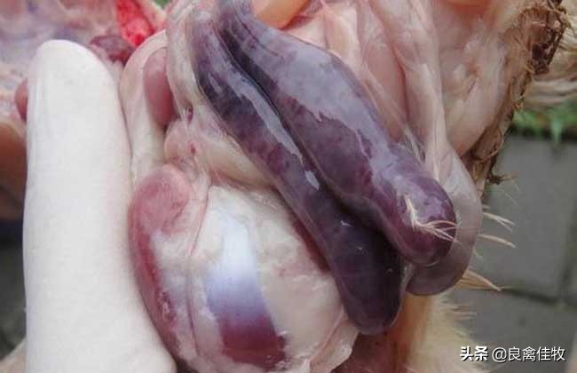 如何预防鸡球虫病,预防鸡球虫最好的方法