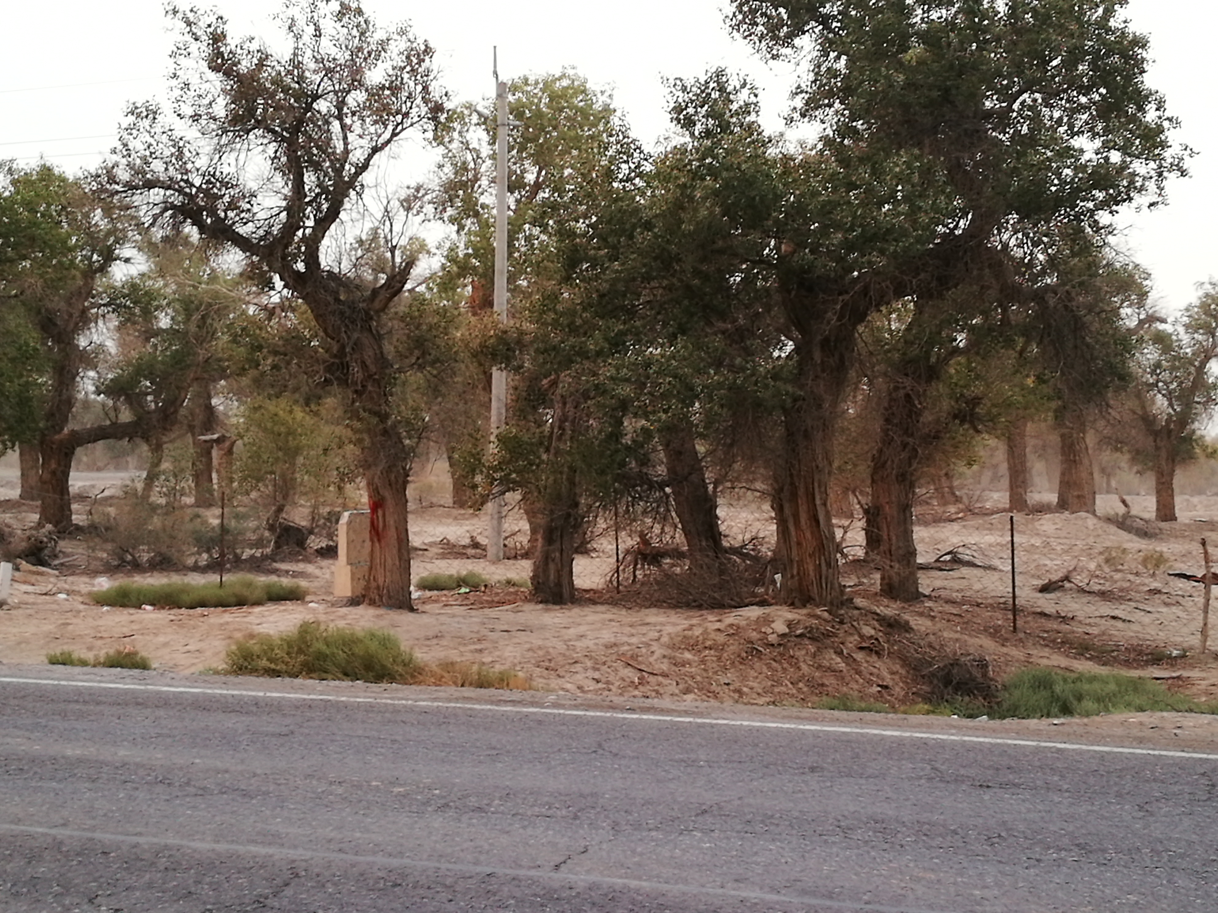 13000公里新手独驾*疆新**日记第23天——塔克拉玛干沙漠陷车自救