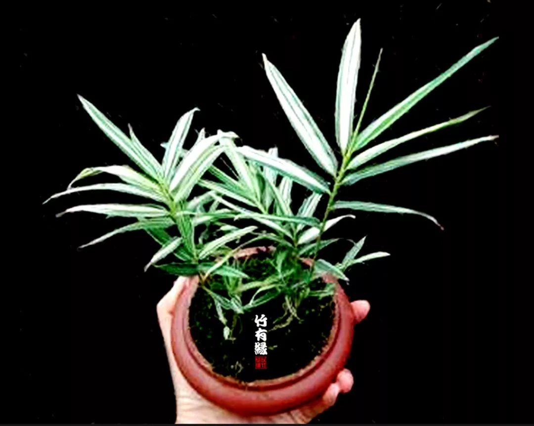 《竹子浇水宝典》竹子浇水是门大学问！