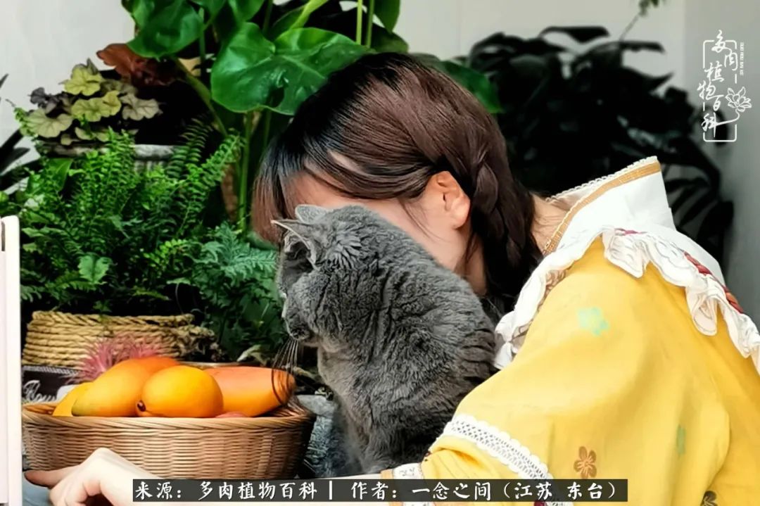 遇见花开蓝莓糖,遇见花开蔬菜沙拉酱