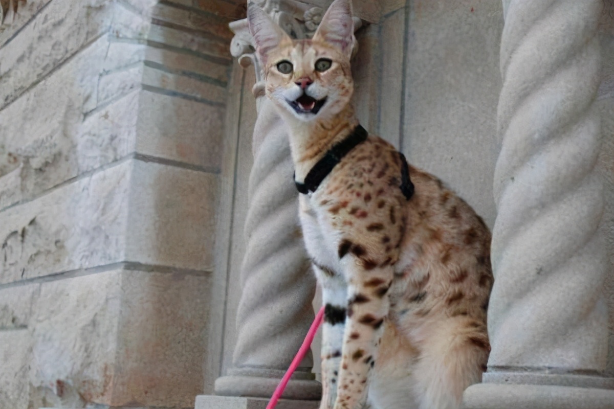 养猫不要养这7种猫,养猫首选这8种猫不仅便宜还好养