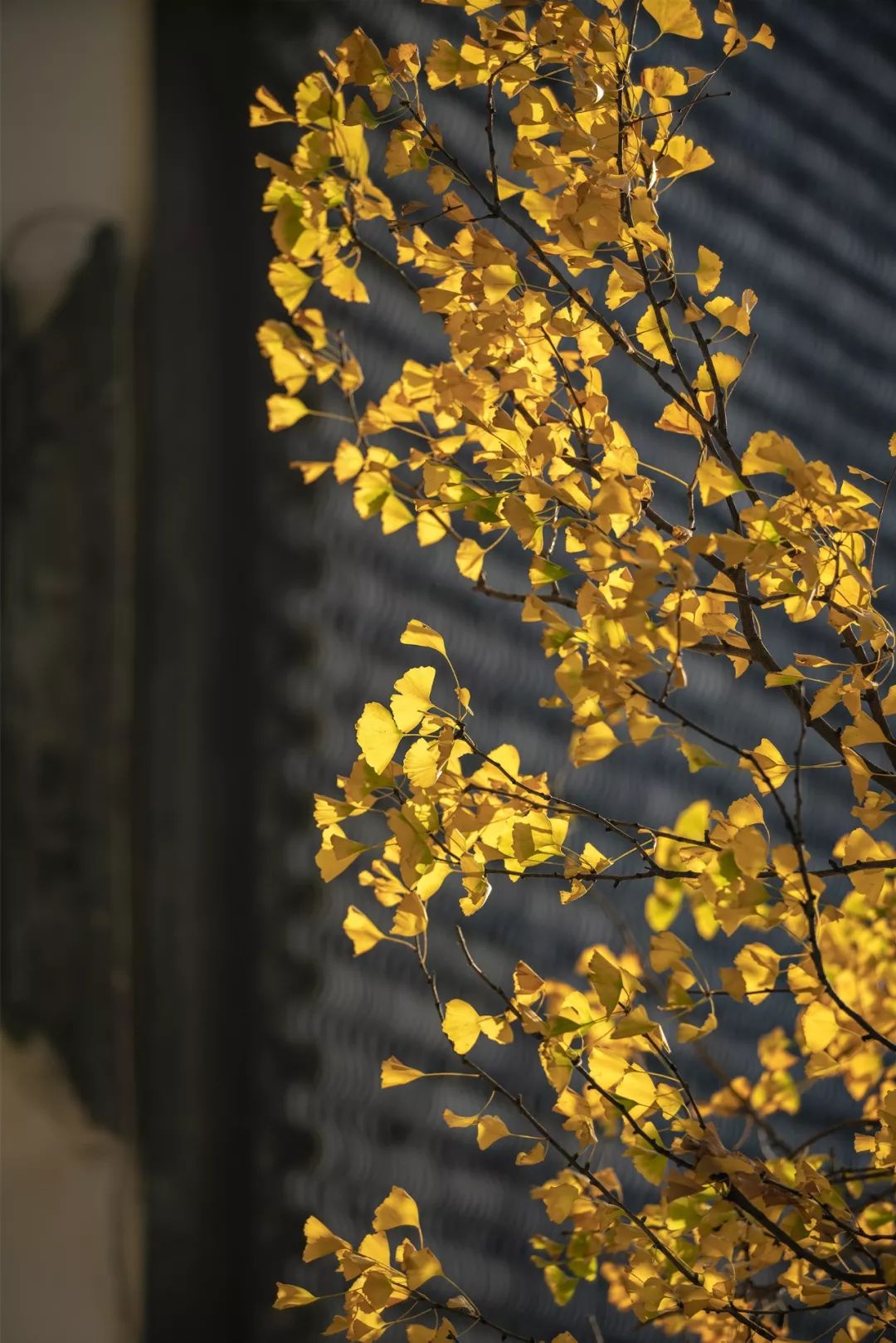 南京小众景点,南京小众花园秘境