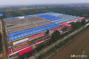 养鸽子赚钱吗养什么鸽子最赚钱,养鸽子游玩