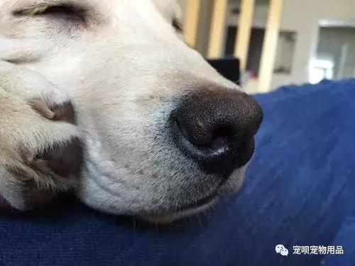 狗狗的嗅觉好不好怎么看,怎么通过狗狗的鼻子判断狗狗生病