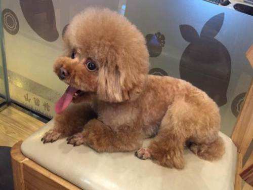 泰迪狗狗劝退行为视频,泰迪怼天怼地怼空气还咬人