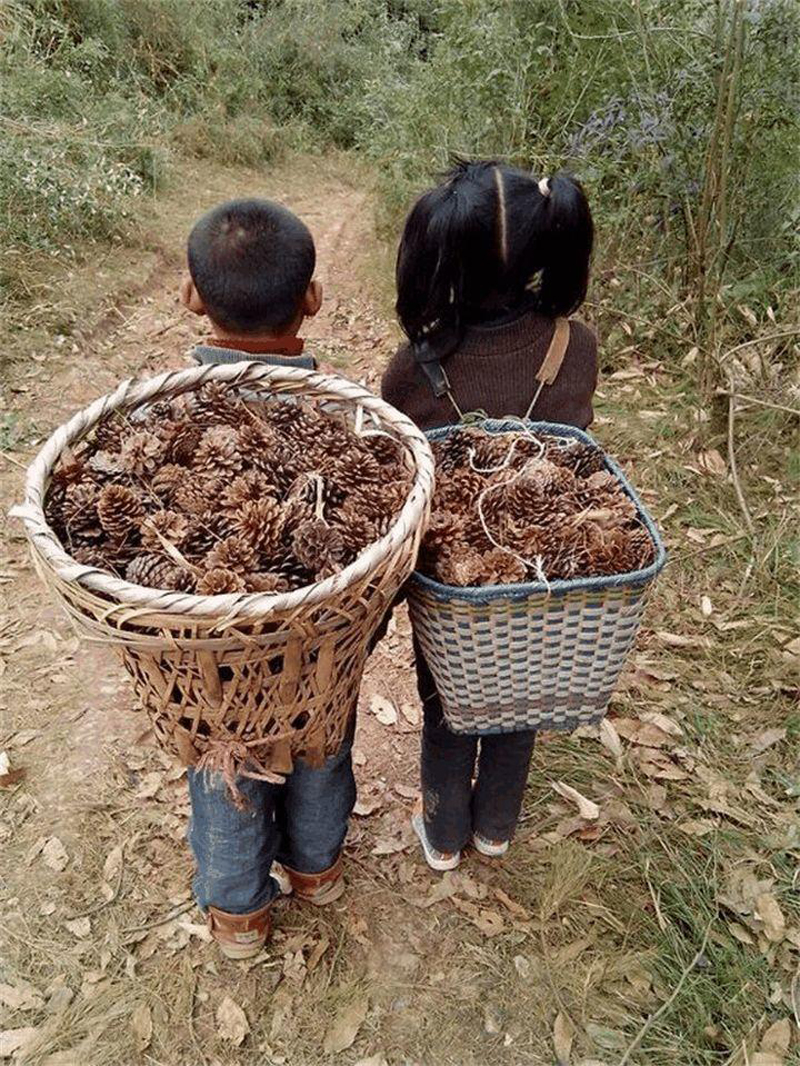 松树皮怎样处理可以做兰花植料,种植兰花只需要用松树皮就够了么