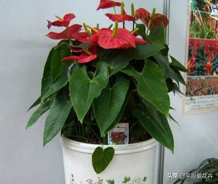 红掌开的花朵干枯发黑什么原因,红掌叶子发黑怎么办视频