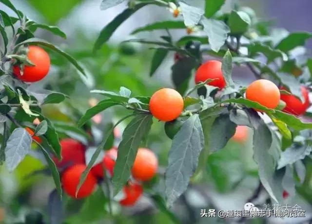 100种常见花卉植物图谱,100种花卉素描图谱