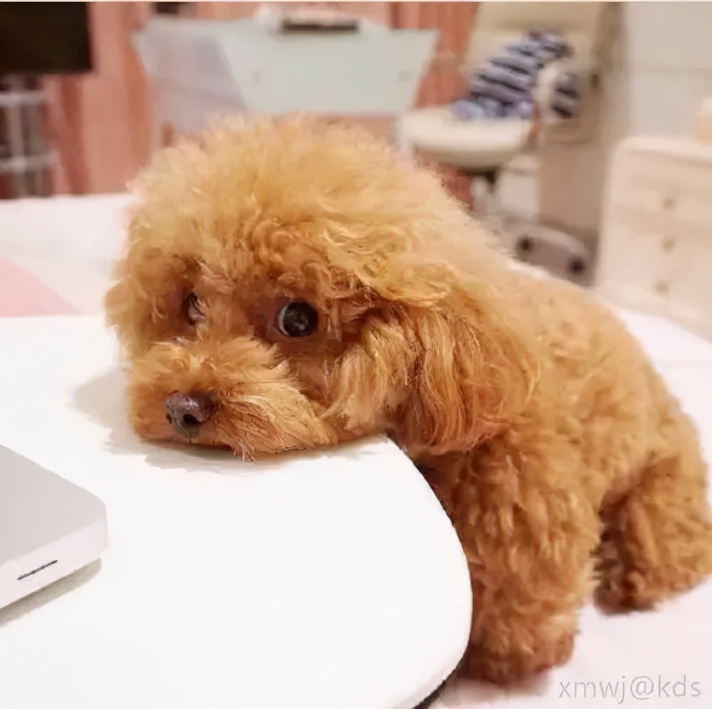 长不大的小白狗是什么狗,世界上小的狗都有哪一种