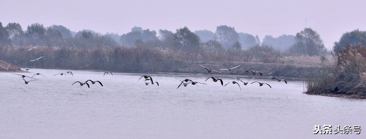 回顾东方白鹳迁徙路上的生存困境,东方白鹳在哪里栖息